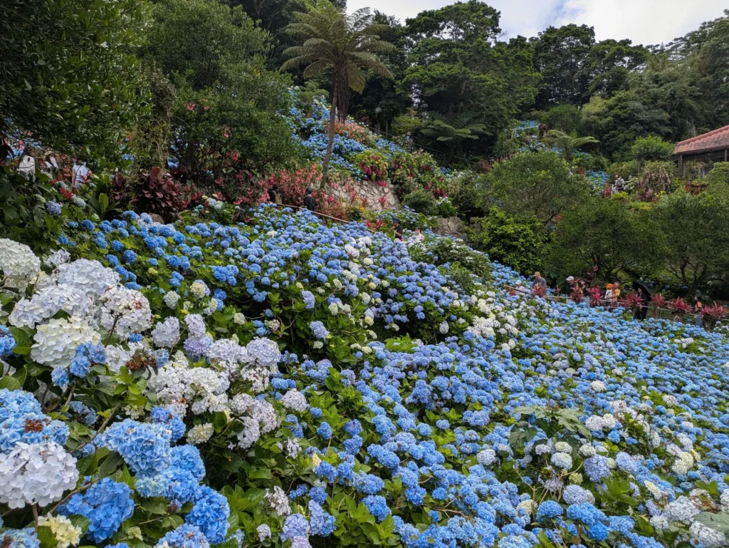 あじさい園 広場
