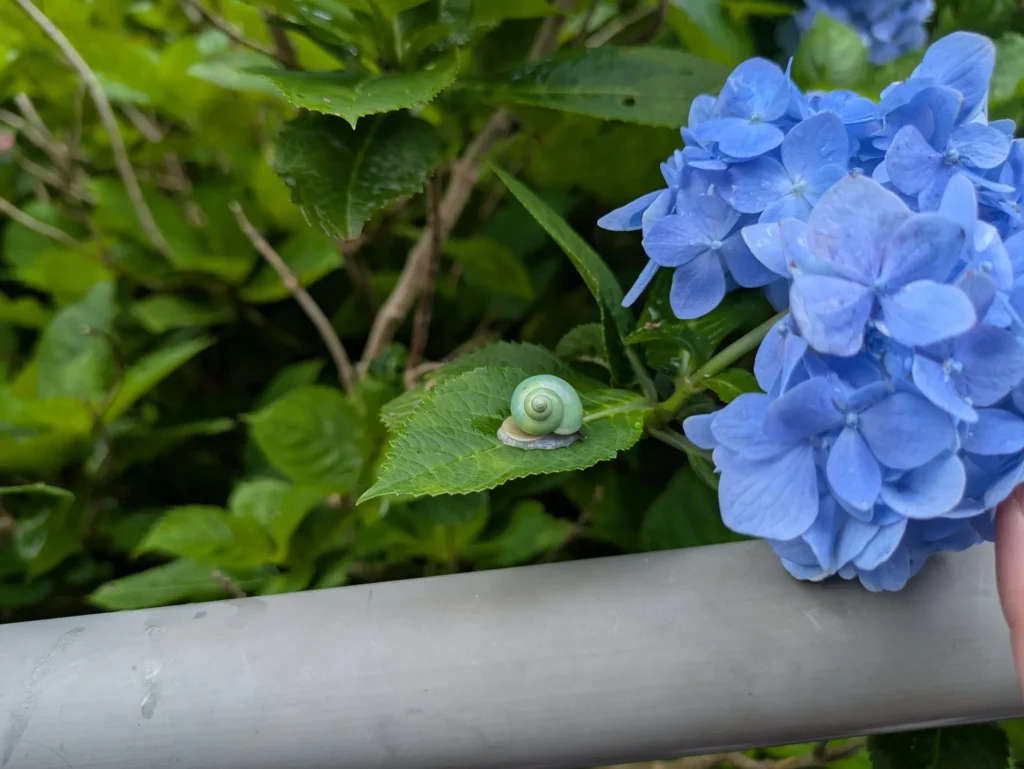 あじさい園 カタツムリ