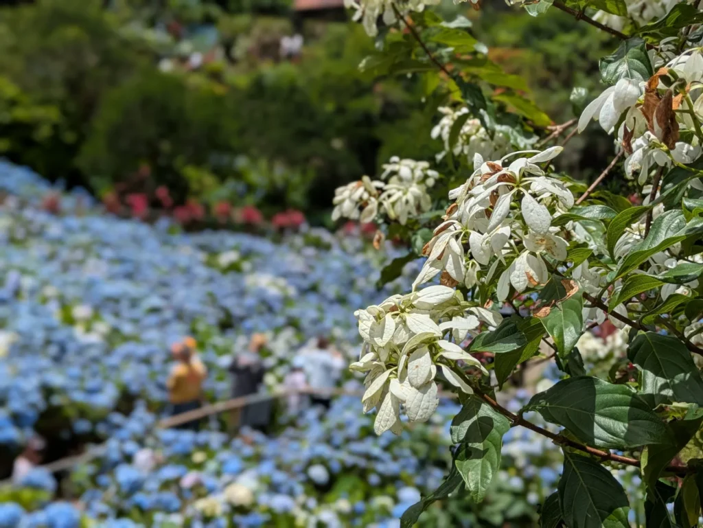 あじさい園 白花
