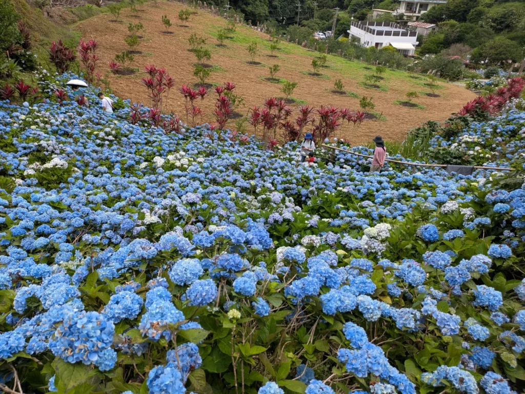 あじさい園 高台