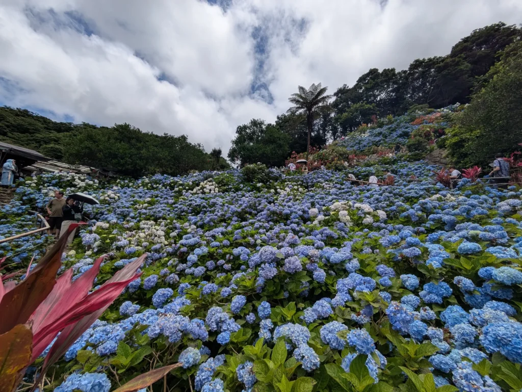 あじさい園 全体風景