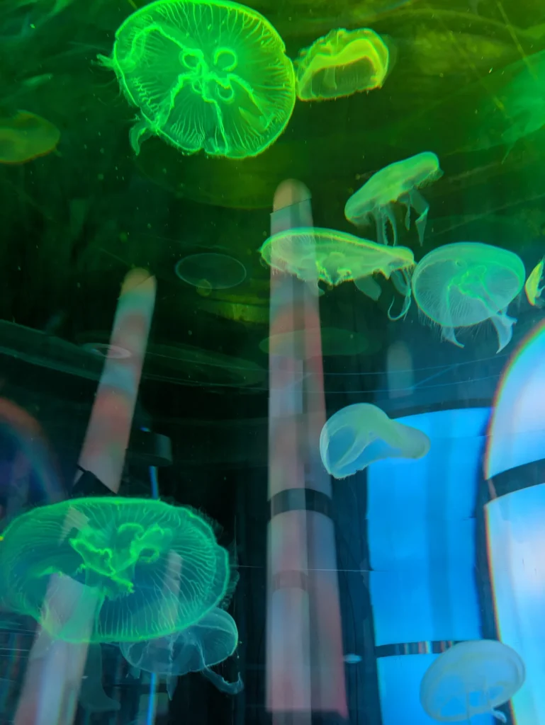 DMMかりゆし水族館 クラゲ1