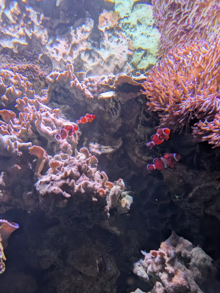 DMMかりゆし水族館 ニモ1