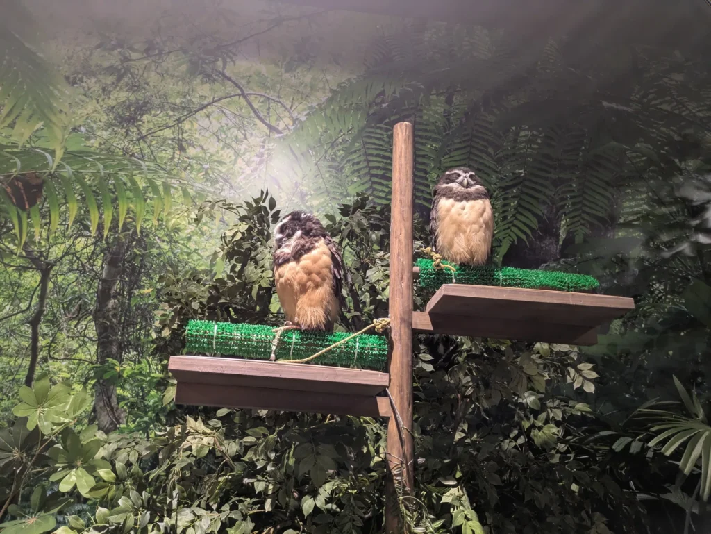 DMMかりゆし水族館 フクロウ2