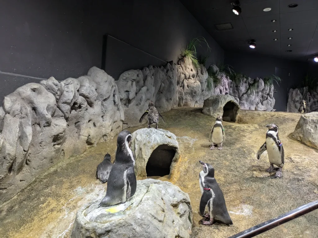DMMかりゆし水族館 ペンギン