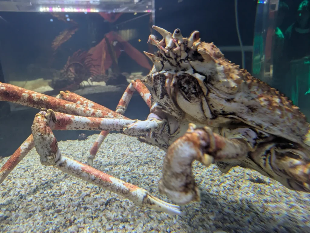 DMMかりゆし水族館 エビ