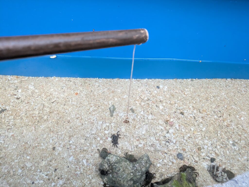 釣って見つけるぼうけんの国沖縄_カニ釣り体験