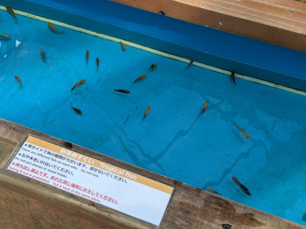 釣って見つけるぼうけんの国沖縄_金魚たち
